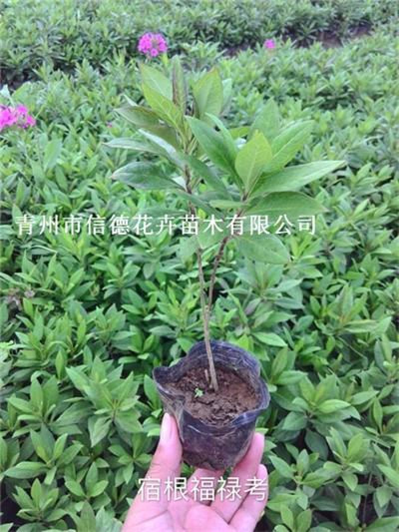 宿根福禄考小杯苗，基地自产自销，常年有货，