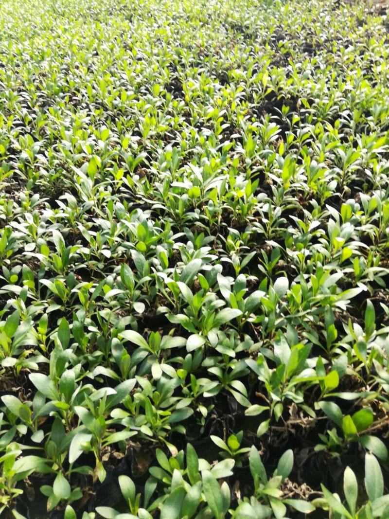 宿根福禄考小杯苗，基地自产自销，常年有货，