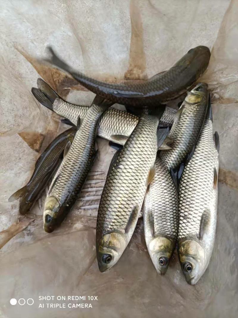 草鱼苗，鱼苗长势快抗病毒鱼苗量大支持送货上门，