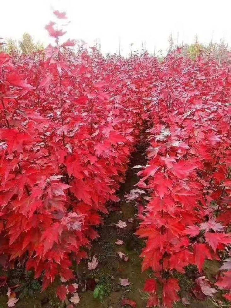 自家苗圃枫树红冠急售