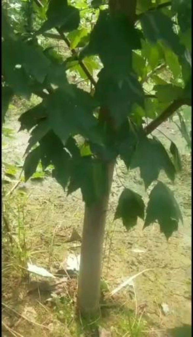 自家苗圃枫树红冠急售