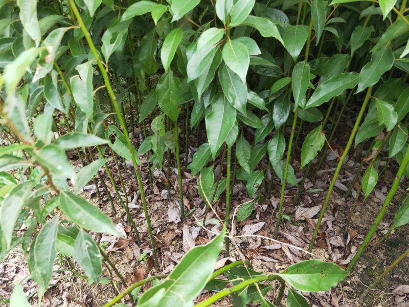 【优选】小叶香樟苗香樟树苗香樟芽苗香樟苗包邮