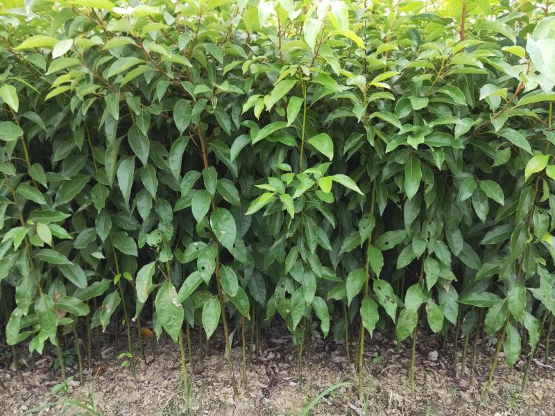 【优选】小叶香樟苗香樟树苗香樟芽苗香樟苗包邮