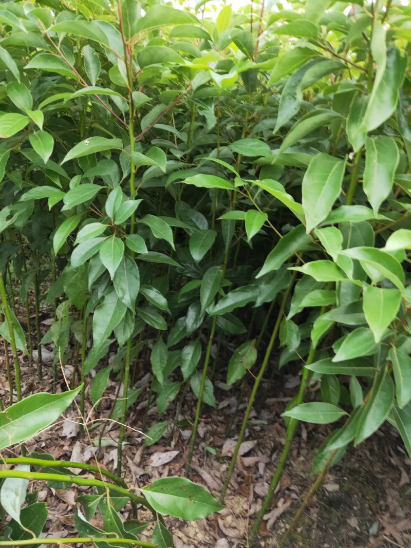 【优选】小叶香樟苗香樟树苗香樟芽苗香樟苗包邮