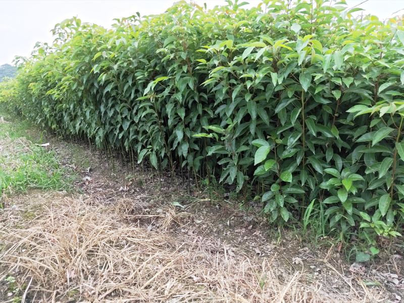 【优选】香樟苗香樟树苗小叶香樟树苗10-100cm