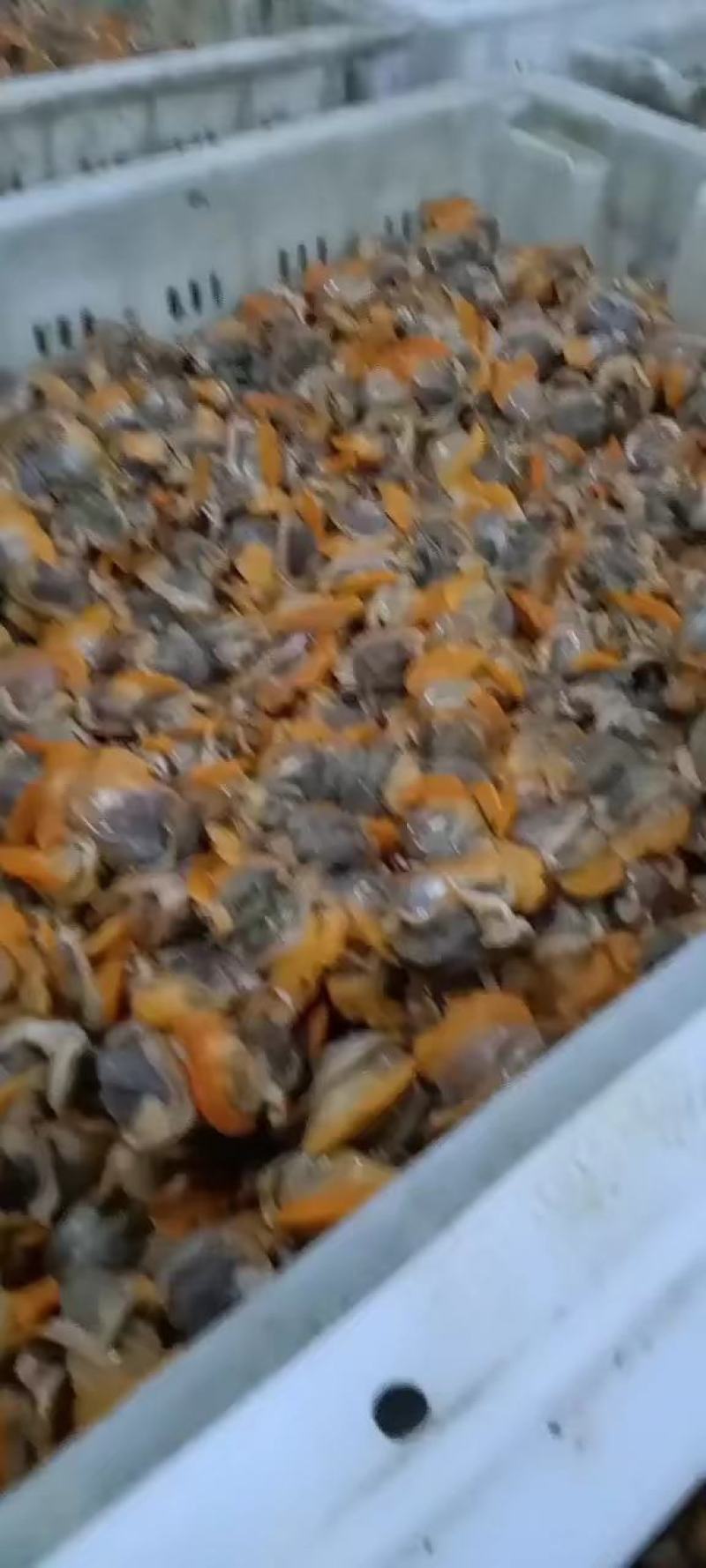 常年批发新加工毛蚬肉，质量保证支持快递，物流空运打包发货
