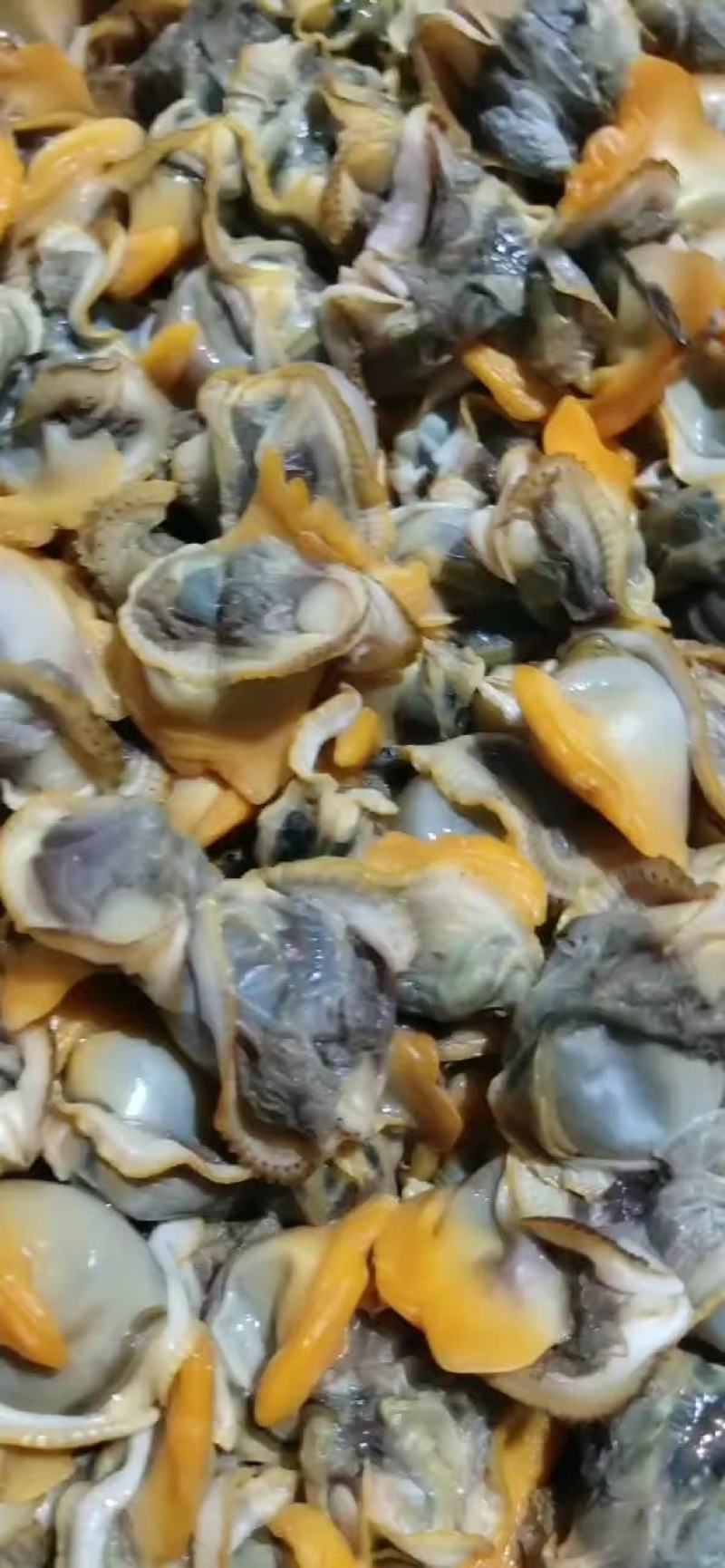 常年批发新加工毛蚬肉，质量保证支持快递，物流空运打包发货