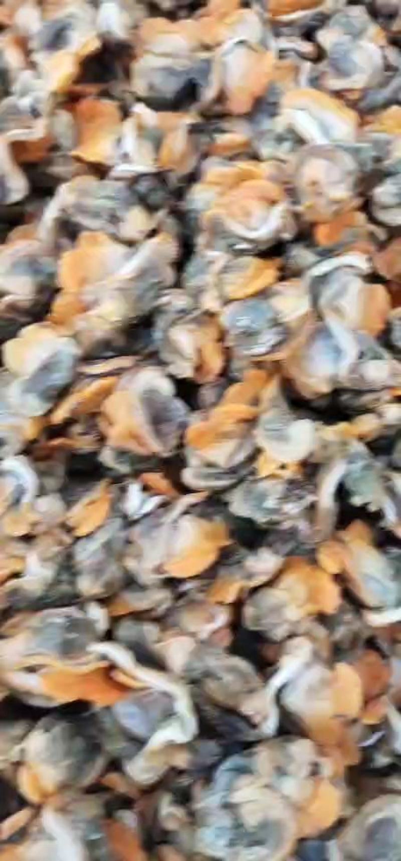 常年批发新加工毛蚬肉，质量保证支持快递，物流空运打包发货