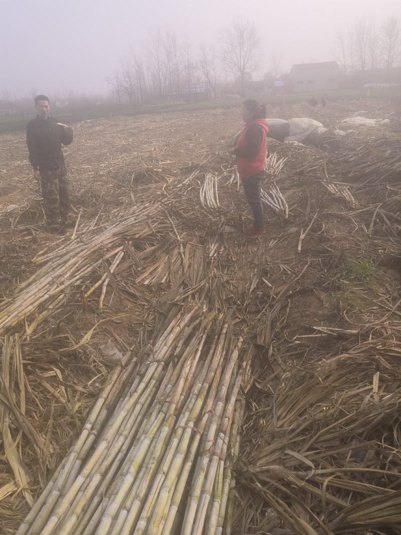 适合北方种植高糖度早熟青皮甘蔗种热销发货中。