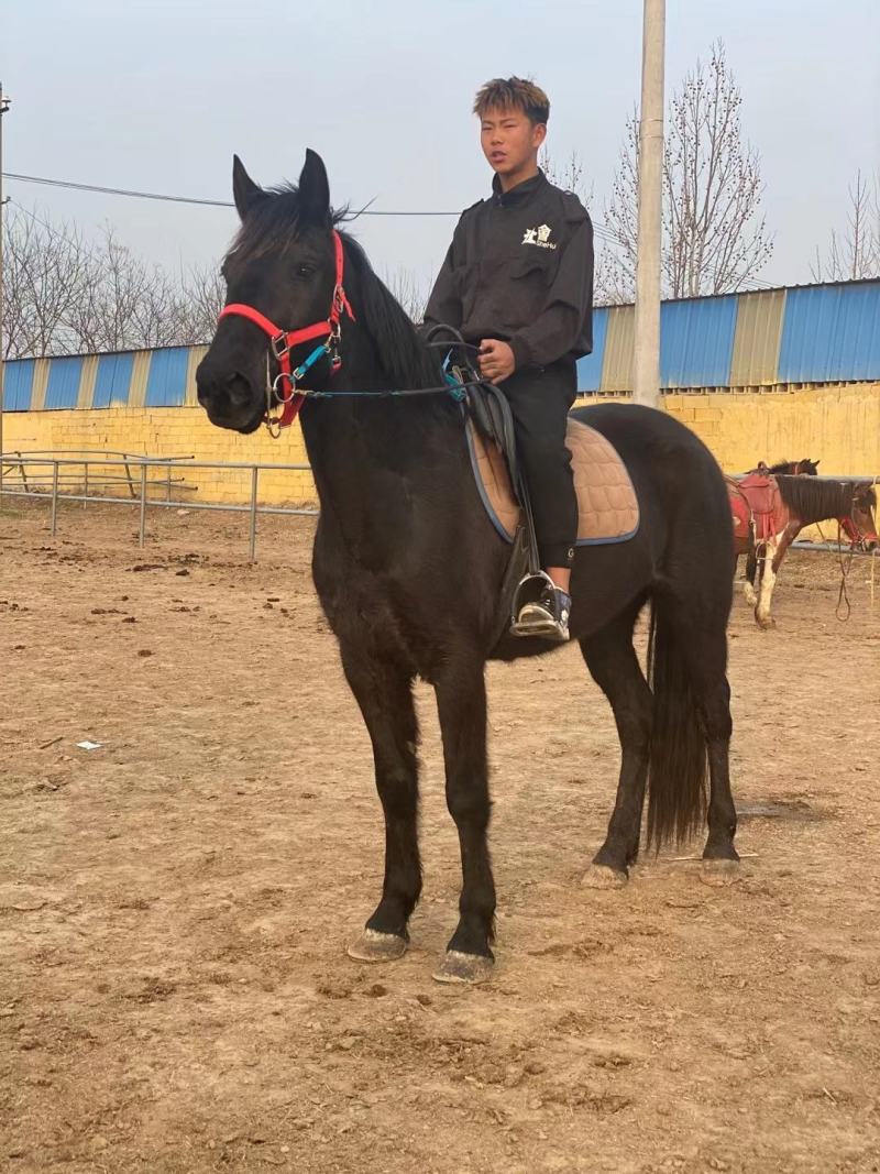 马活体骑乘大马纯血马温血马养马场俱乐部专业调教
