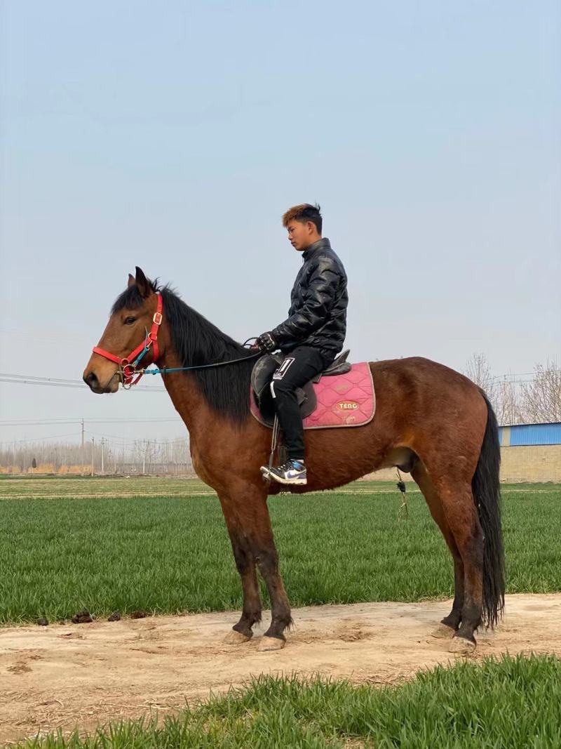 马活体骑乘大马纯血马温血马养马场俱乐部专业调教