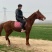 马活体骑乘大马纯血马温血马养马场俱乐部专业调教