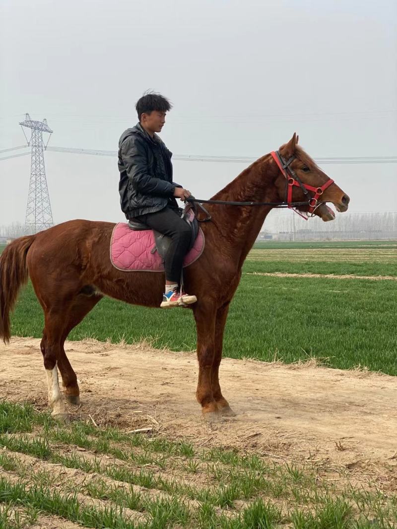 马活体骑乘大马纯血马温血马养马场俱乐部专业调教
