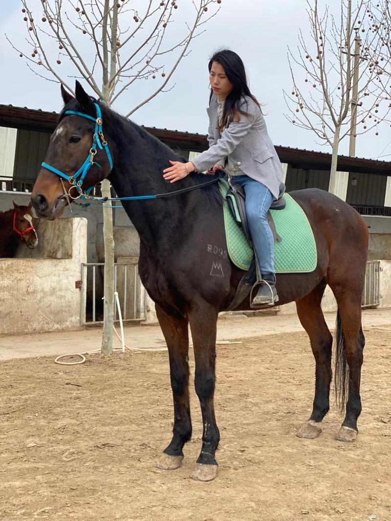 马活体骑乘大马纯血马温血马养马场俱乐部专业调教