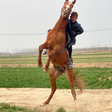 马活体骑乘大马纯血马温血马养马场俱乐部专业调教