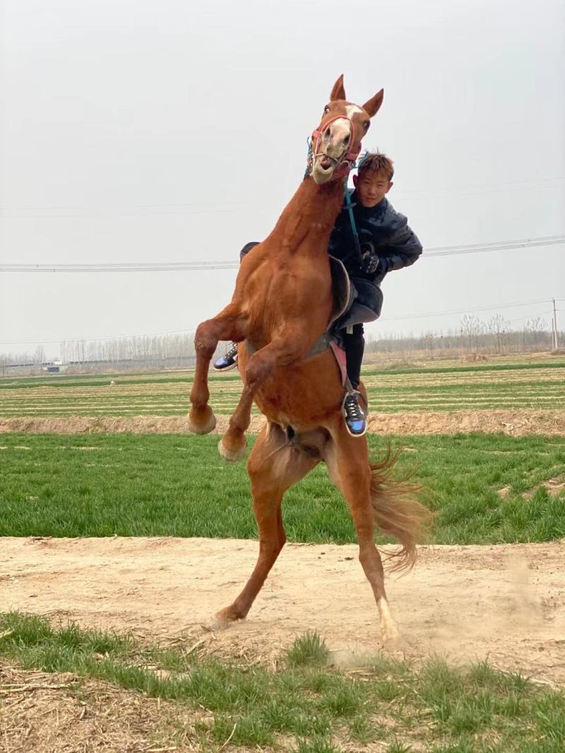 马活体骑乘大马纯血马温血马养马场俱乐部专业调教