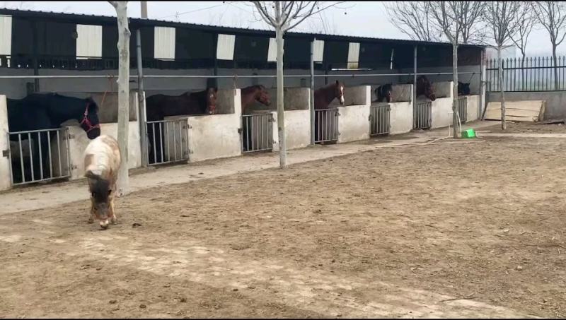 马活体骑乘大马纯血马温血马养马场俱乐部专业调教