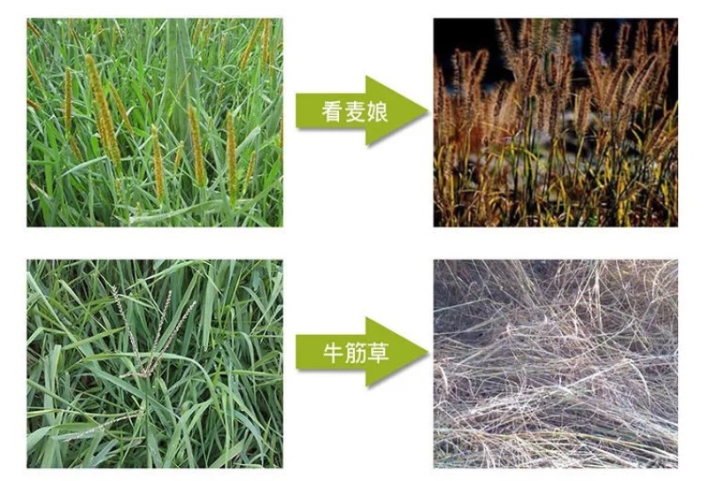 火刃88%草甘磷铵盐果园茶园荒地田埂灭草烂根农药除草剂