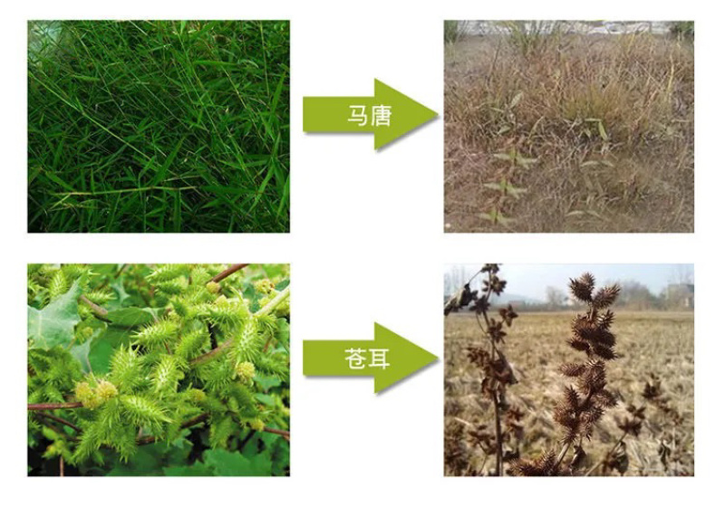 火刃88%草甘磷铵盐果园茶园荒地田埂灭草烂根农药除草剂