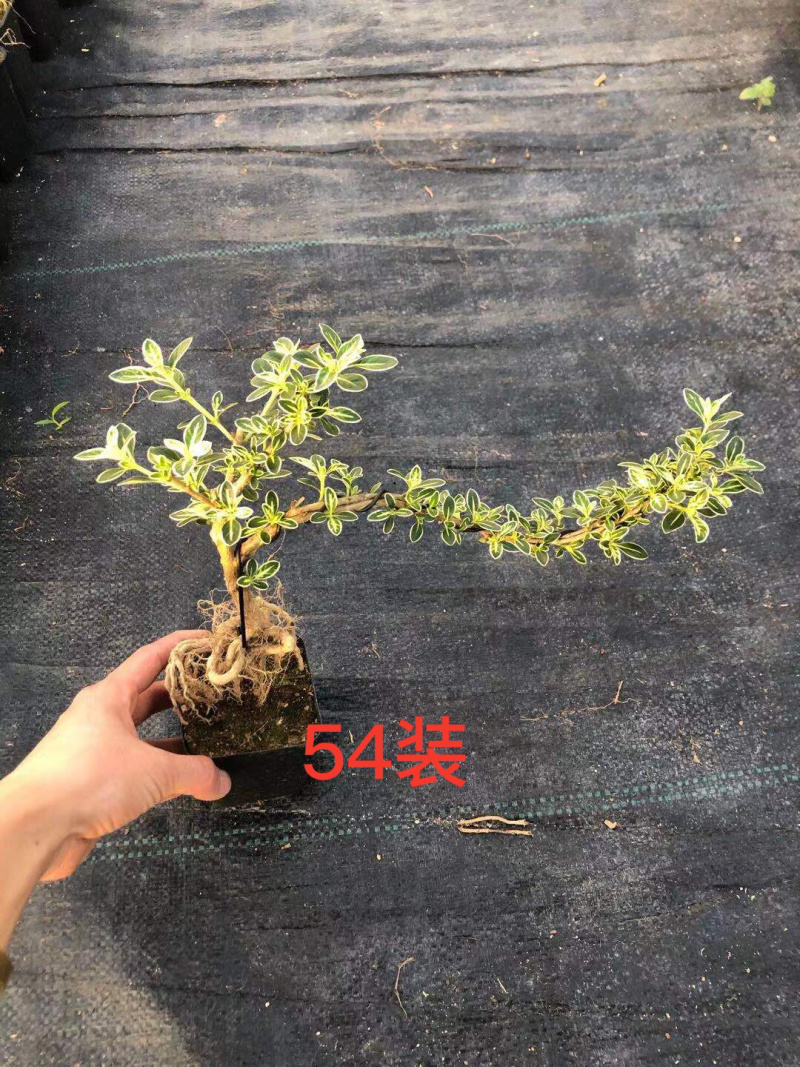 六月雪盆景，悬崖造型，优先挑货，整箱发货