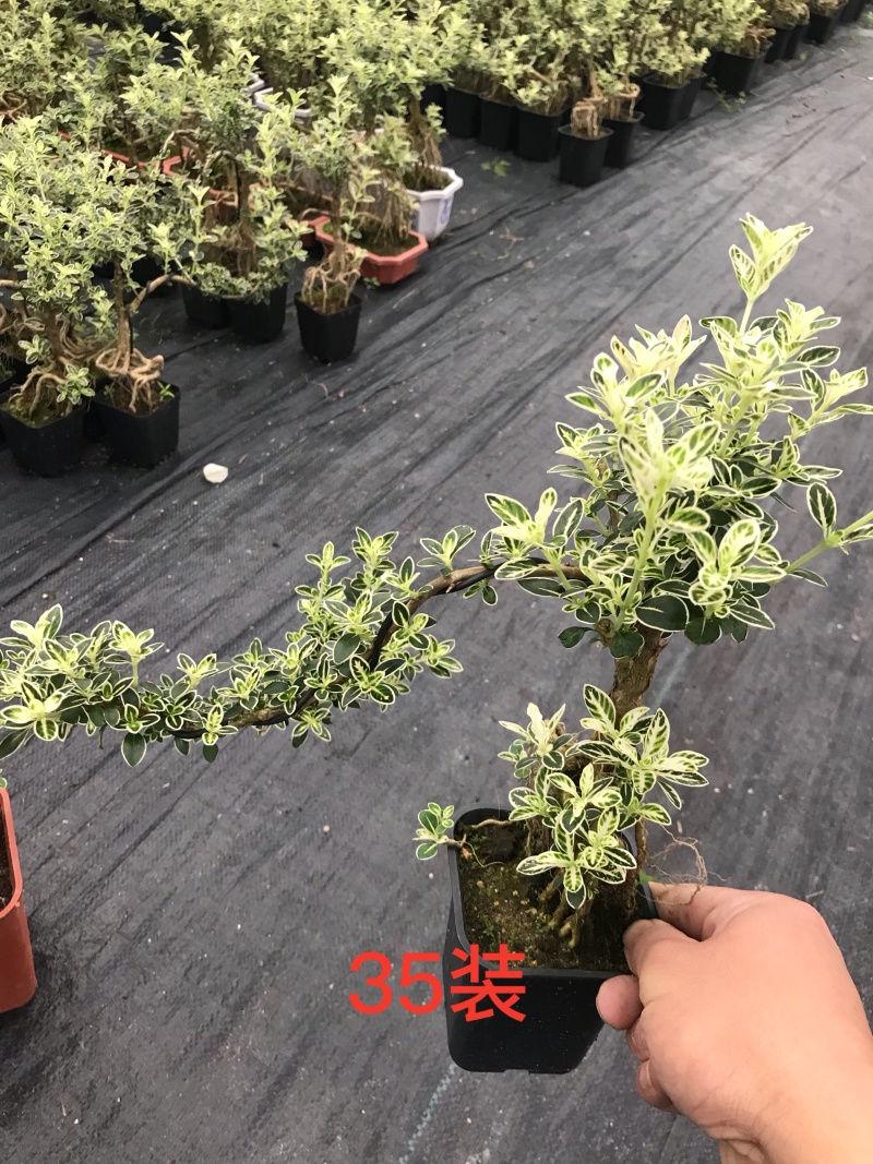 六月雪盆景，悬崖造型，优先挑货，整箱发货