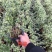 六月雪盆景,悬崖造型,优先挑货,整箱发货