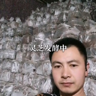 长白山赤灵芝木段大量批发！联系我时请说是在一亩田上看到的