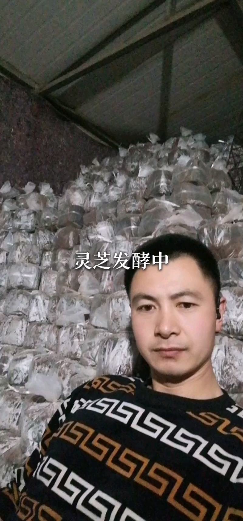 长白山赤灵芝木段大量批发！联系我时请说是在一亩田上看到的