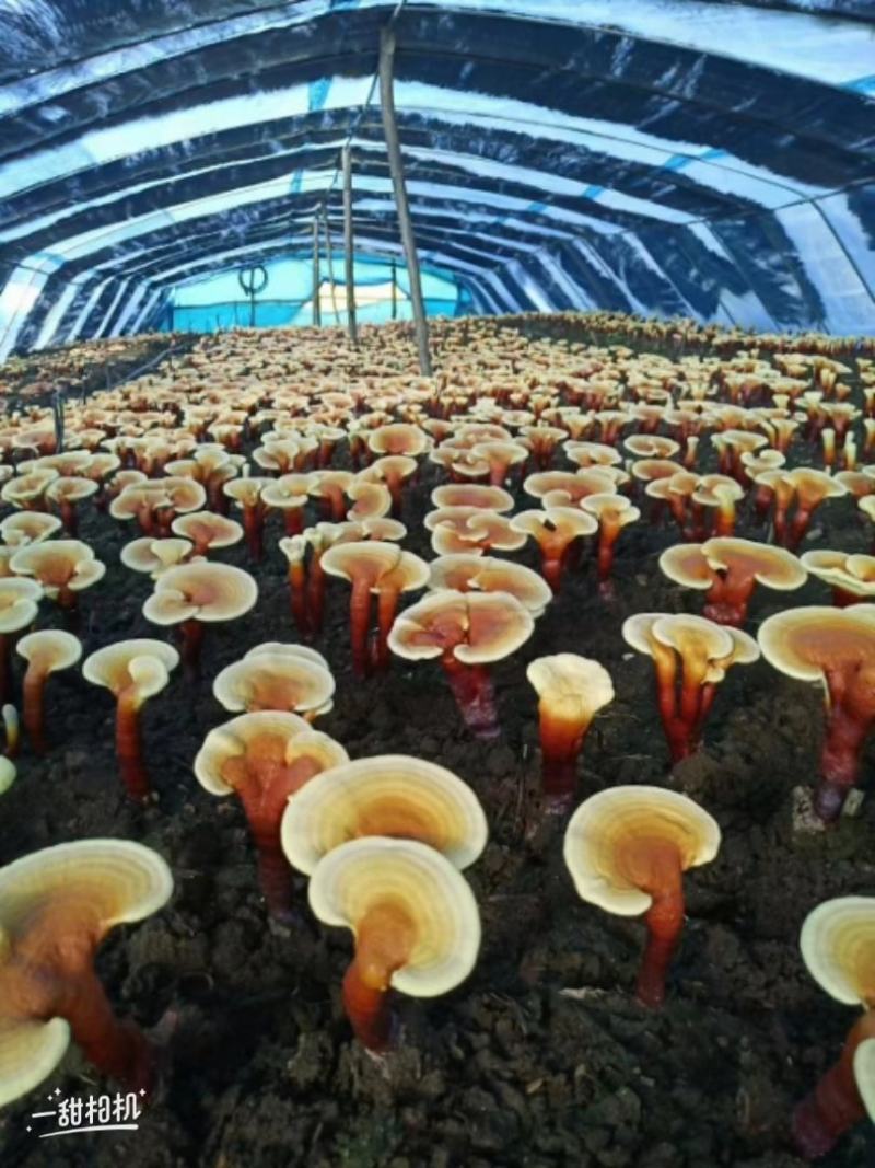 长白山赤灵芝木段大量批发！联系我时请说是在一亩田上看到的