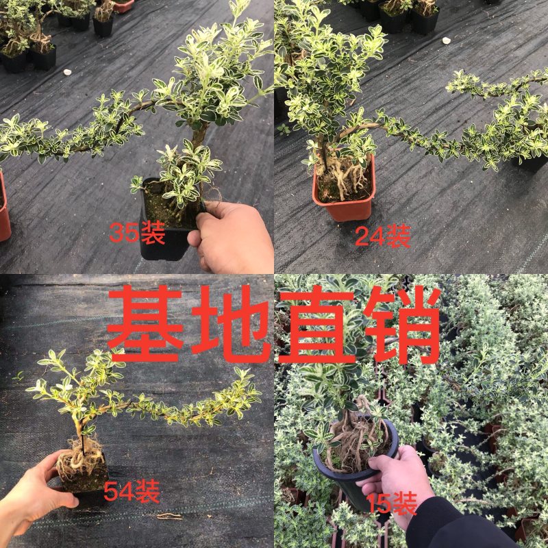 六月雪盆景，悬崖造型，优先挑货，整箱发货