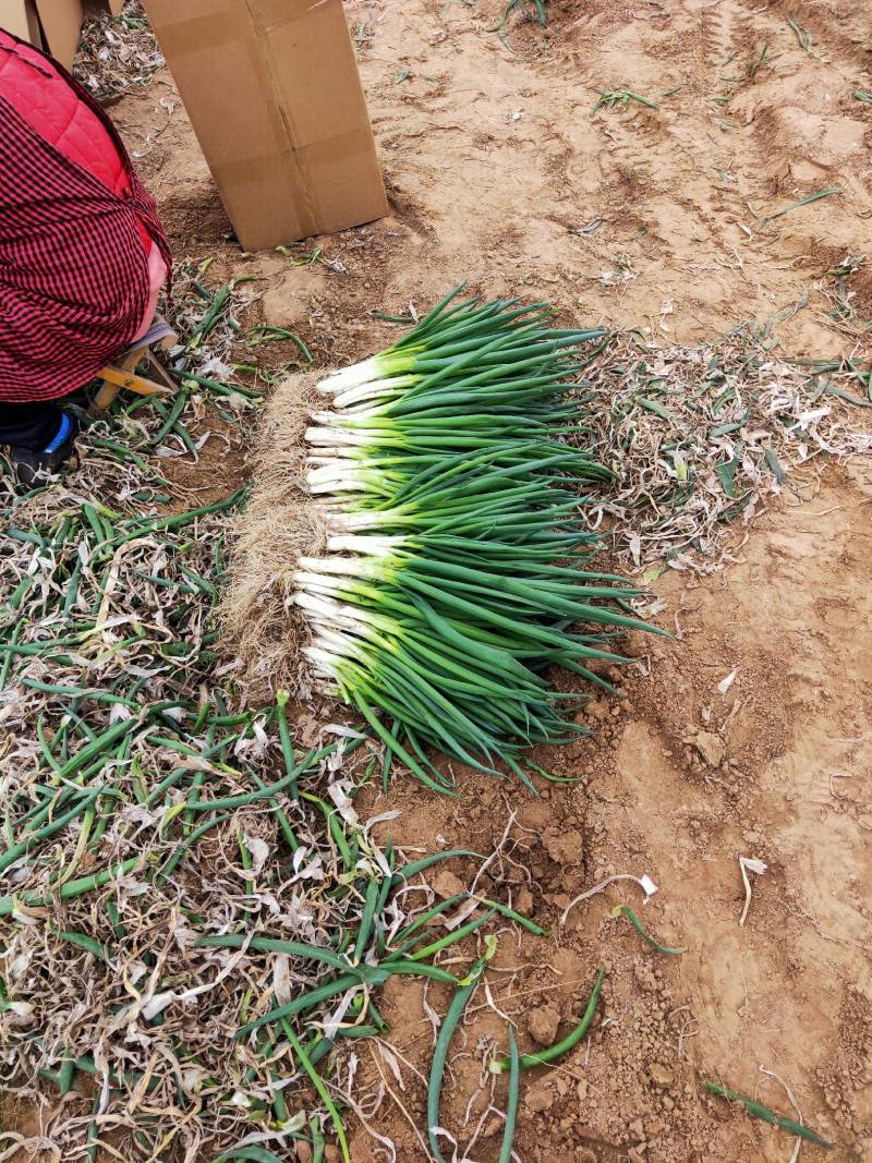 供应小葱分葱朵葱大量上市。对接超市‘电商加工厂