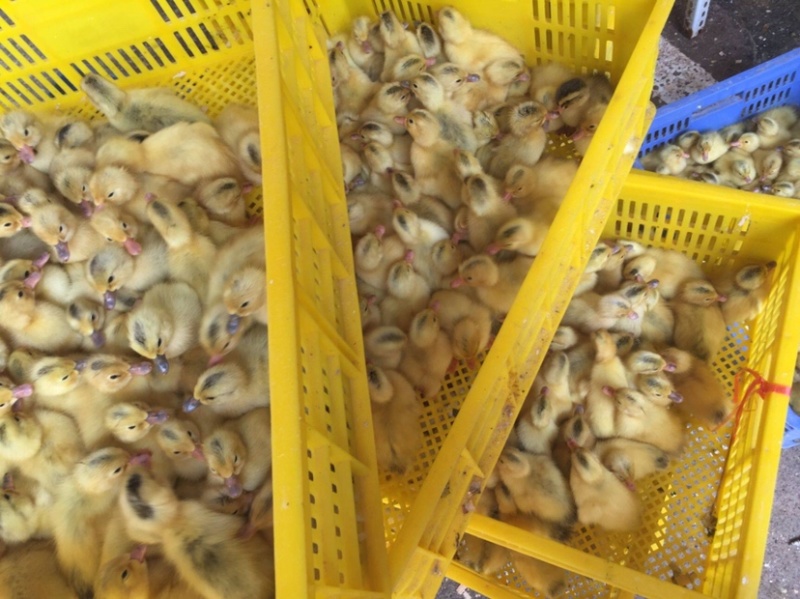 多蛋鸭苗诚信商家量大从优