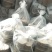 长白山赤灵芝木段大量批发！联系我时请说是在一亩田上看到的