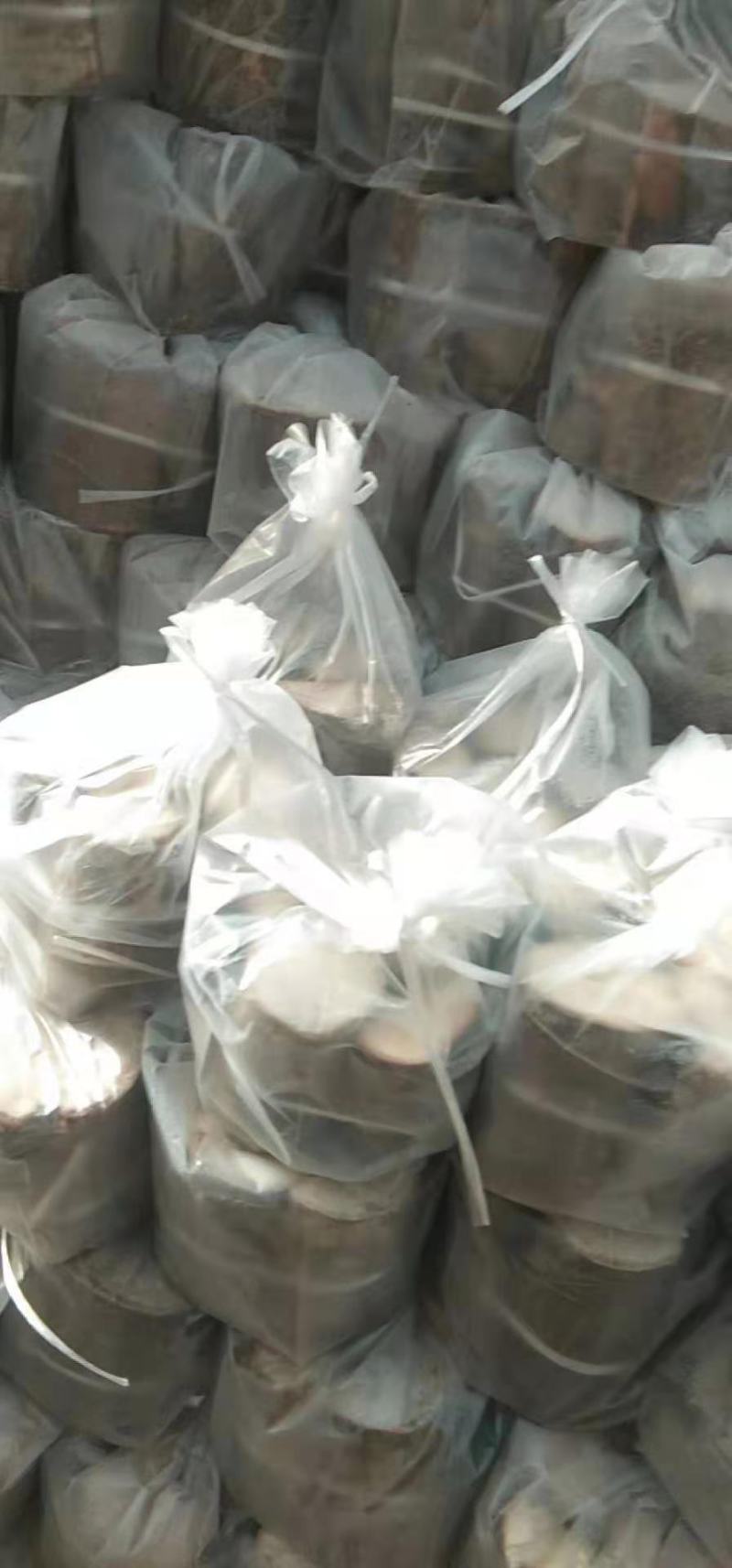 长白山赤灵芝木段大量批发！联系我时请说是在一亩田上看到的