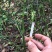 大量出售木贼鲜货干货精加工
