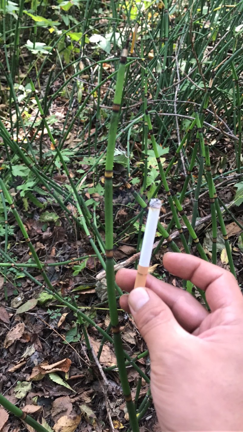 大量出售木贼鲜货干货精加工