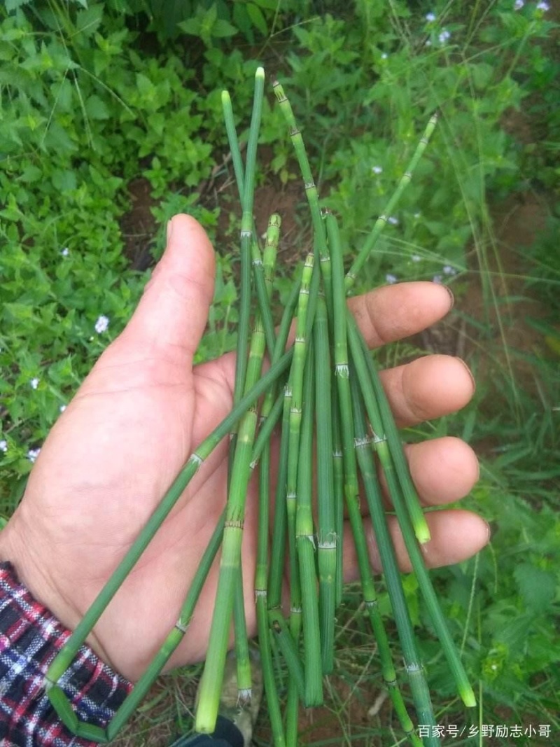 大量出售木贼鲜货干货精加工