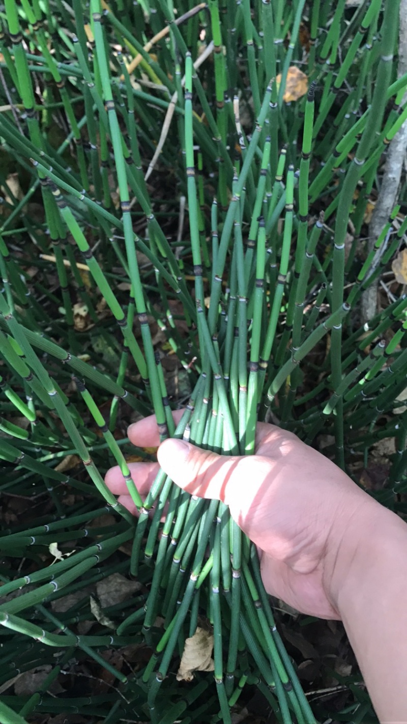 大量出售木贼鲜货干货精加工