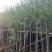 火焰木-柳树-芒果-榄仁-凤凰木-官粉紫荆
