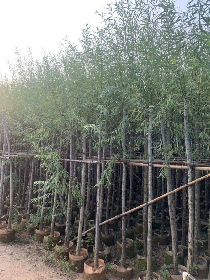 火焰木-柳树-芒果-榄仁-凤凰木-官粉紫荆