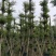 火焰木-柳树-芒果-榄仁-凤凰木-官粉紫荆