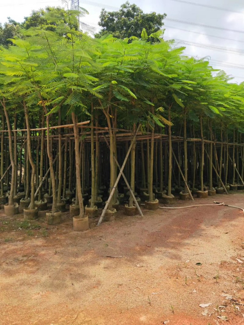 火焰木-柳树-芒果-榄仁-凤凰木-官粉紫荆
