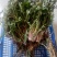 蔬菜，野菜，特菜，蒲公英鲜货，蒲公英新鲜