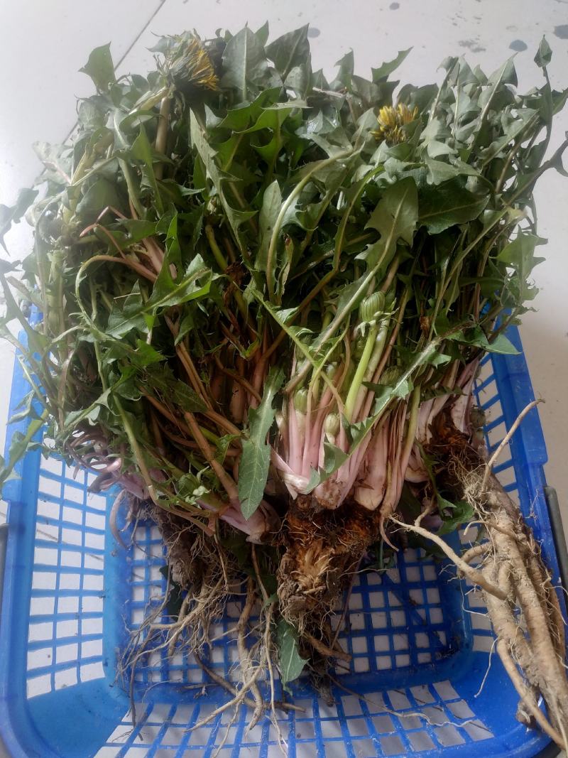 蔬菜，野菜，特菜，蒲公英鲜货，蒲公英新鲜
