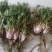 蔬菜，野菜，特菜，蒲公英鲜货，蒲公英新鲜