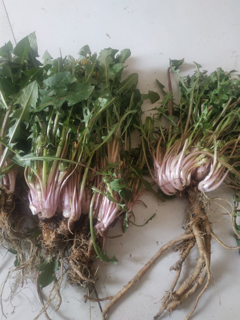 蔬菜，野菜，特菜，蒲公英鲜货，蒲公英新鲜