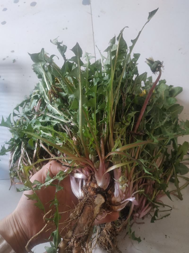 蔬菜，野菜，特菜，蒲公英鲜货，蒲公英新鲜