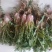 蔬菜，野菜，特菜，蒲公英鲜货，蒲公英新鲜