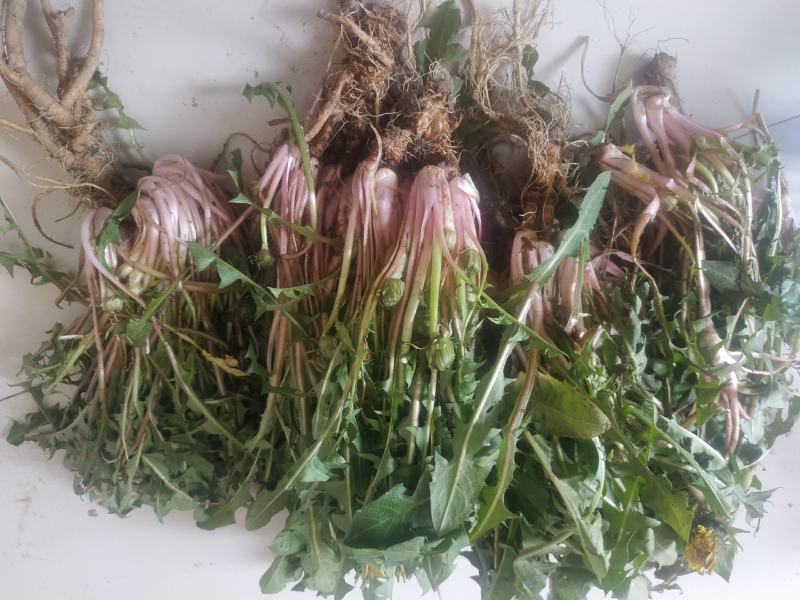蔬菜，野菜，特菜，蒲公英鲜货，蒲公英新鲜