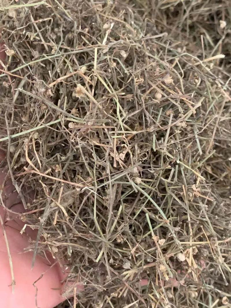 白花蛇舌草【包邮】三斤起发货可批量可零售量大从优